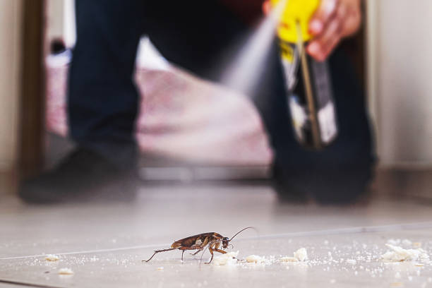 Best Termite Control Services  in Grayslake, IL