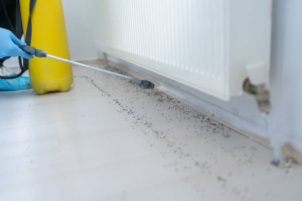 Best Rat Extermination Near Me  in Grayslake, IL